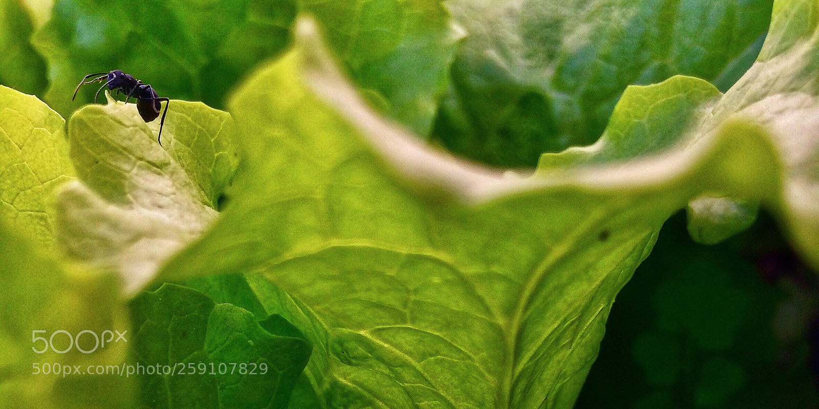 Apple iPhone 5s sample photo. Little creature !!! photography