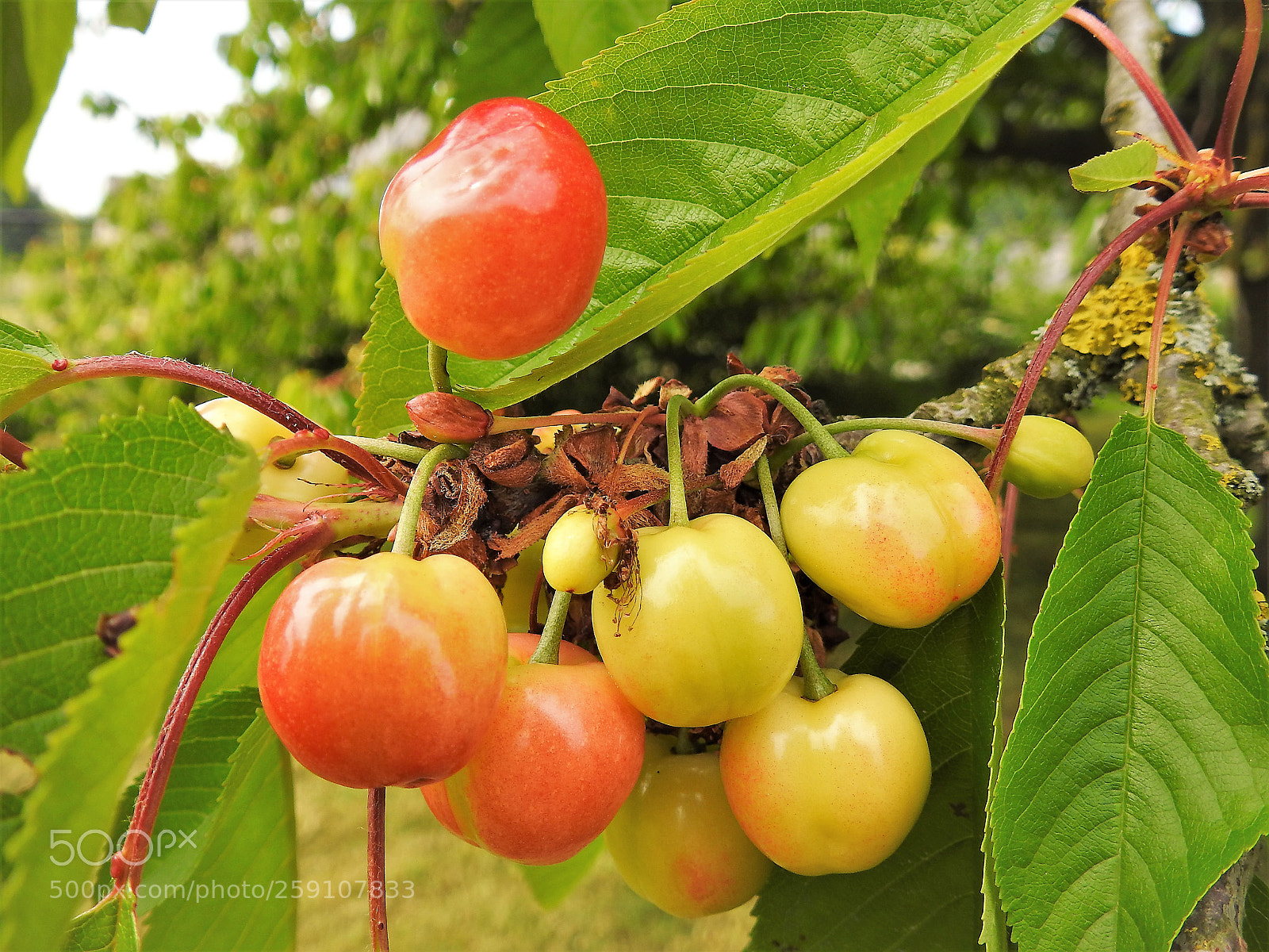 Nikon Coolpix P900 sample photo. First cherries photography