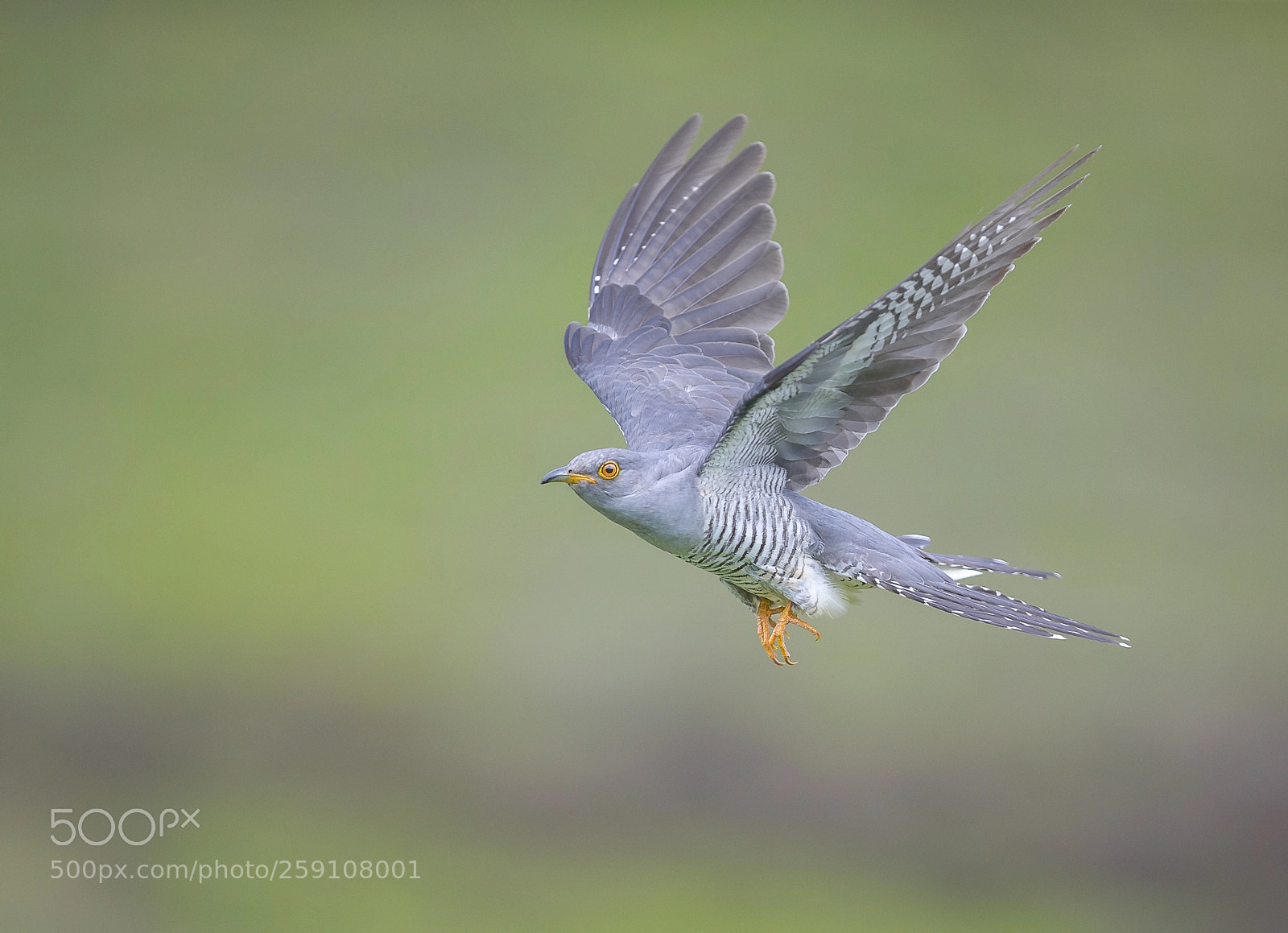 Canon EOS-1D X sample photo. Cuckoo photography