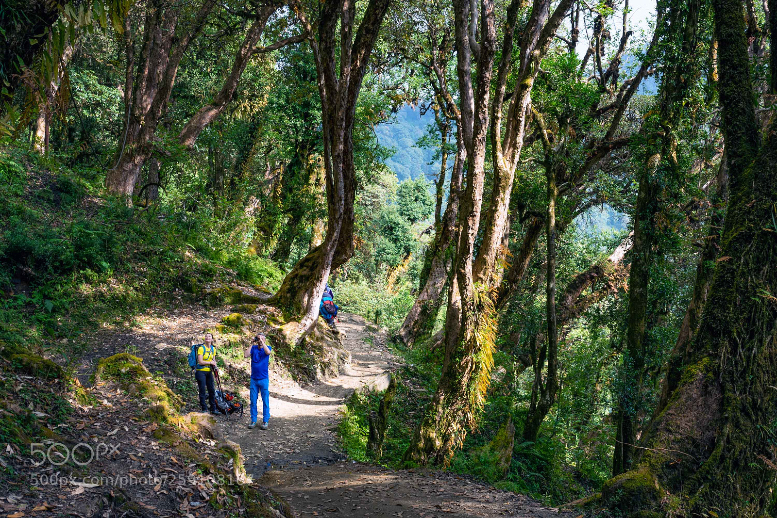 Sony a7R sample photo. Anna purna. el bosque photography