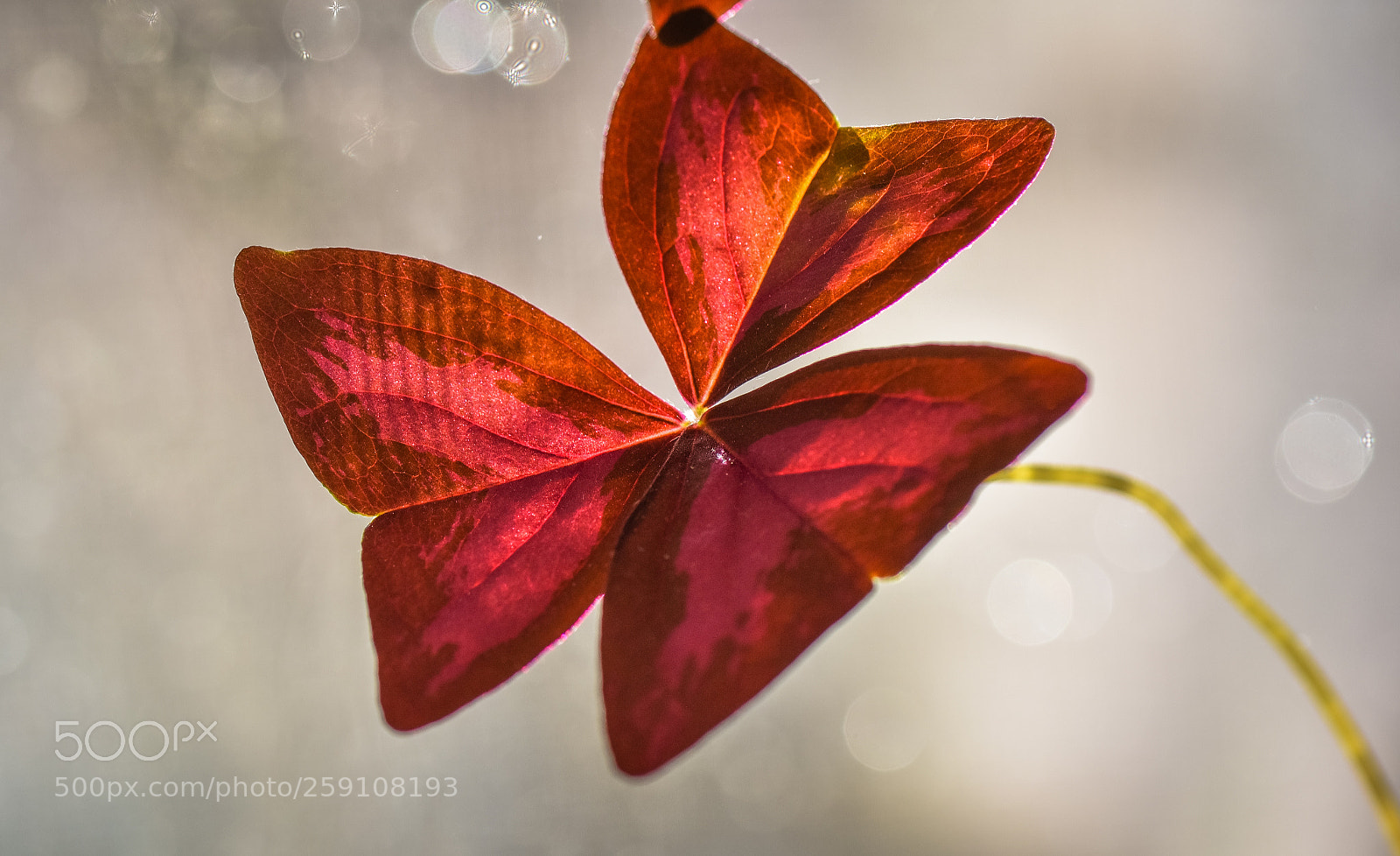 Nikon D750 sample photo. Home star photography
