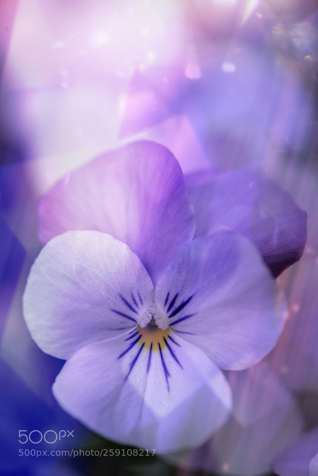 Nikon D800 sample photo. Pansie purple light stripes photography