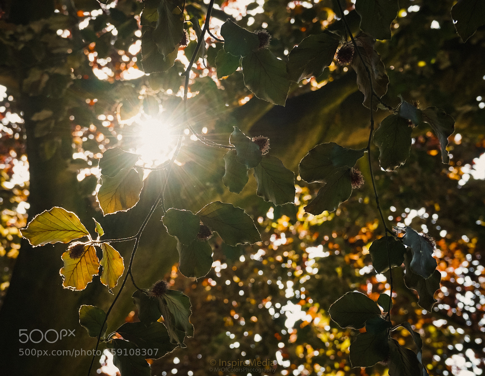 Sony a7 II sample photo. The shine of spring photography