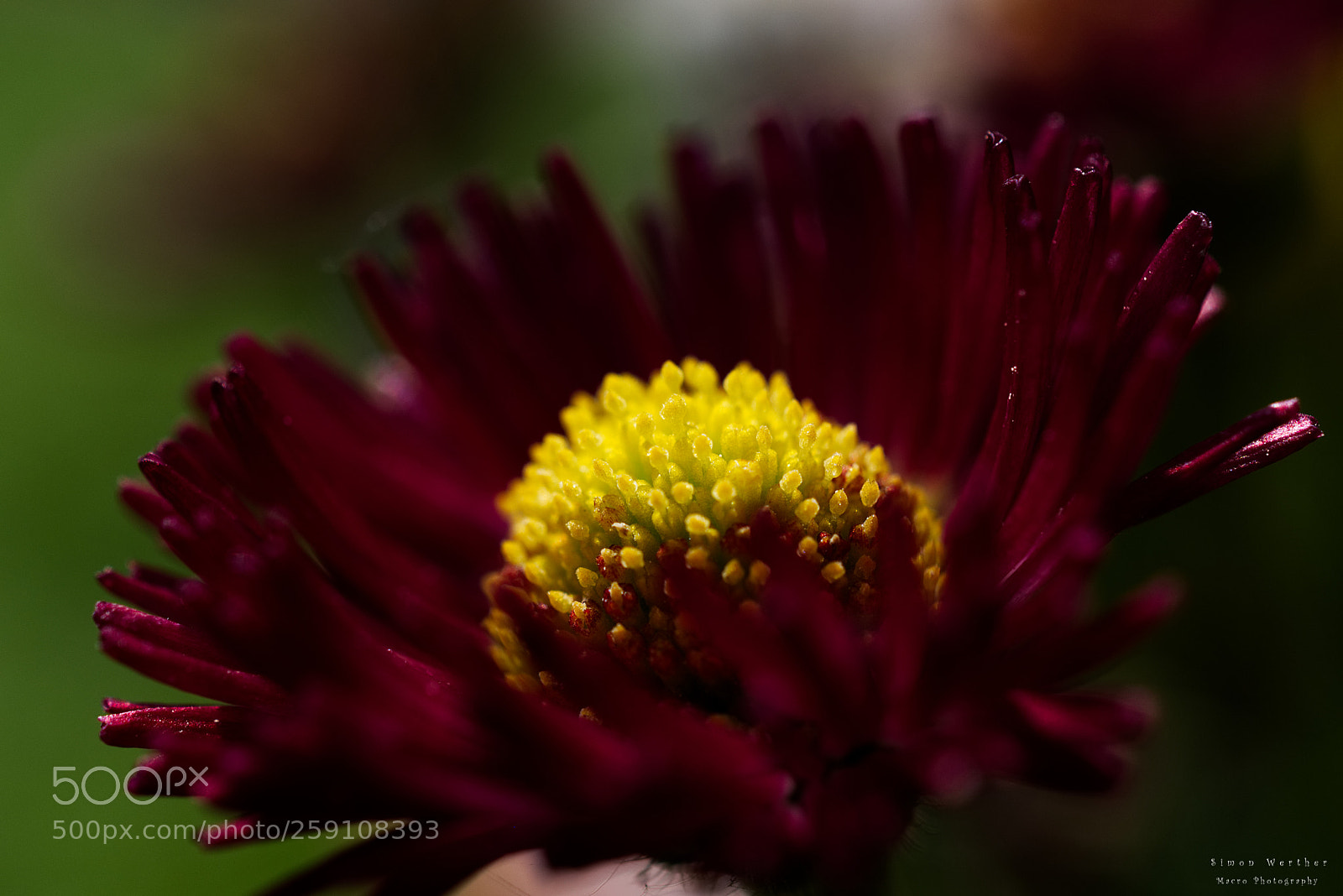 Nikon D5600 sample photo. O.t. photography