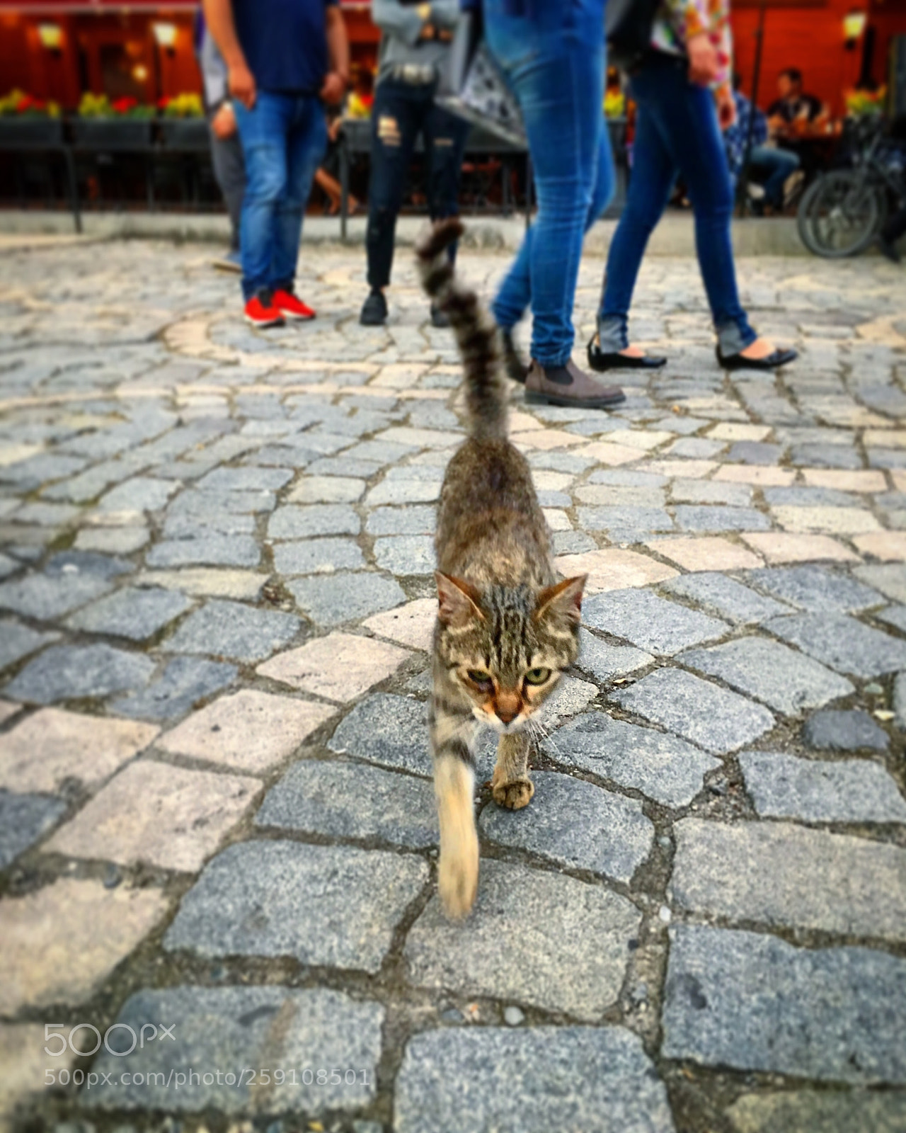 Apple iPhone 6s sample photo. Cat attack photography