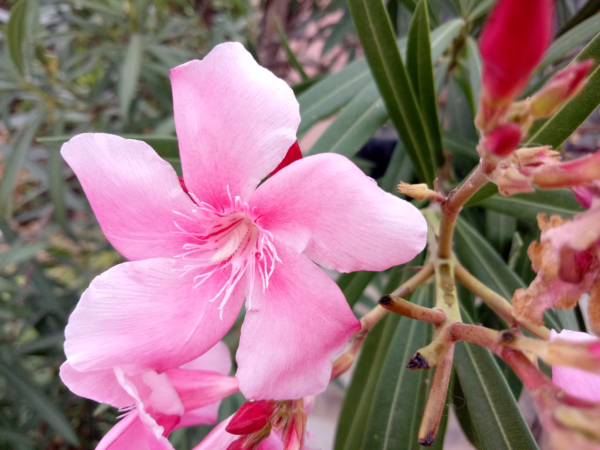 OPPO CPH1609 sample photo