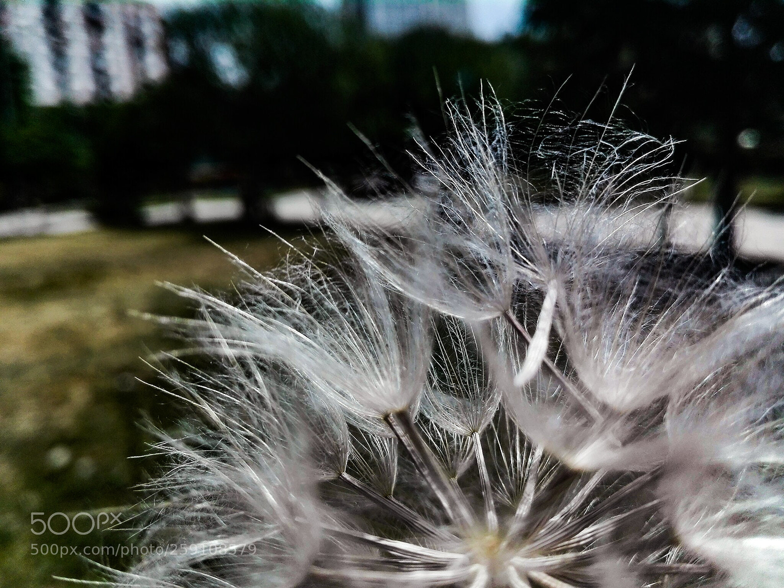 HUAWEI P8 Lite sample photo. Dandeion photography