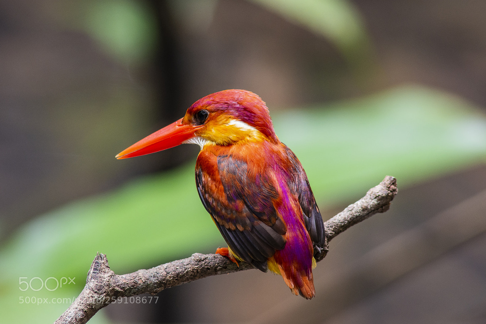 Nikon D7200 sample photo. Rufous-backed kingfisher photography