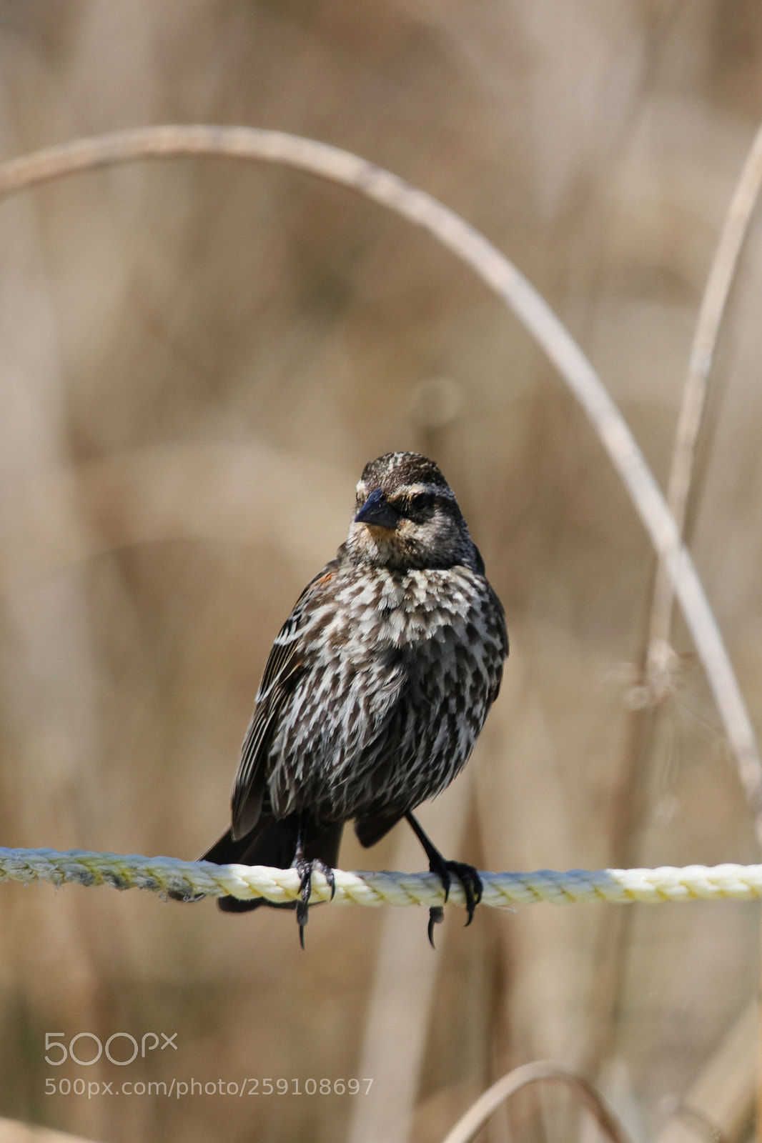 Canon EOS 80D sample photo. Female red winged blackbird photography