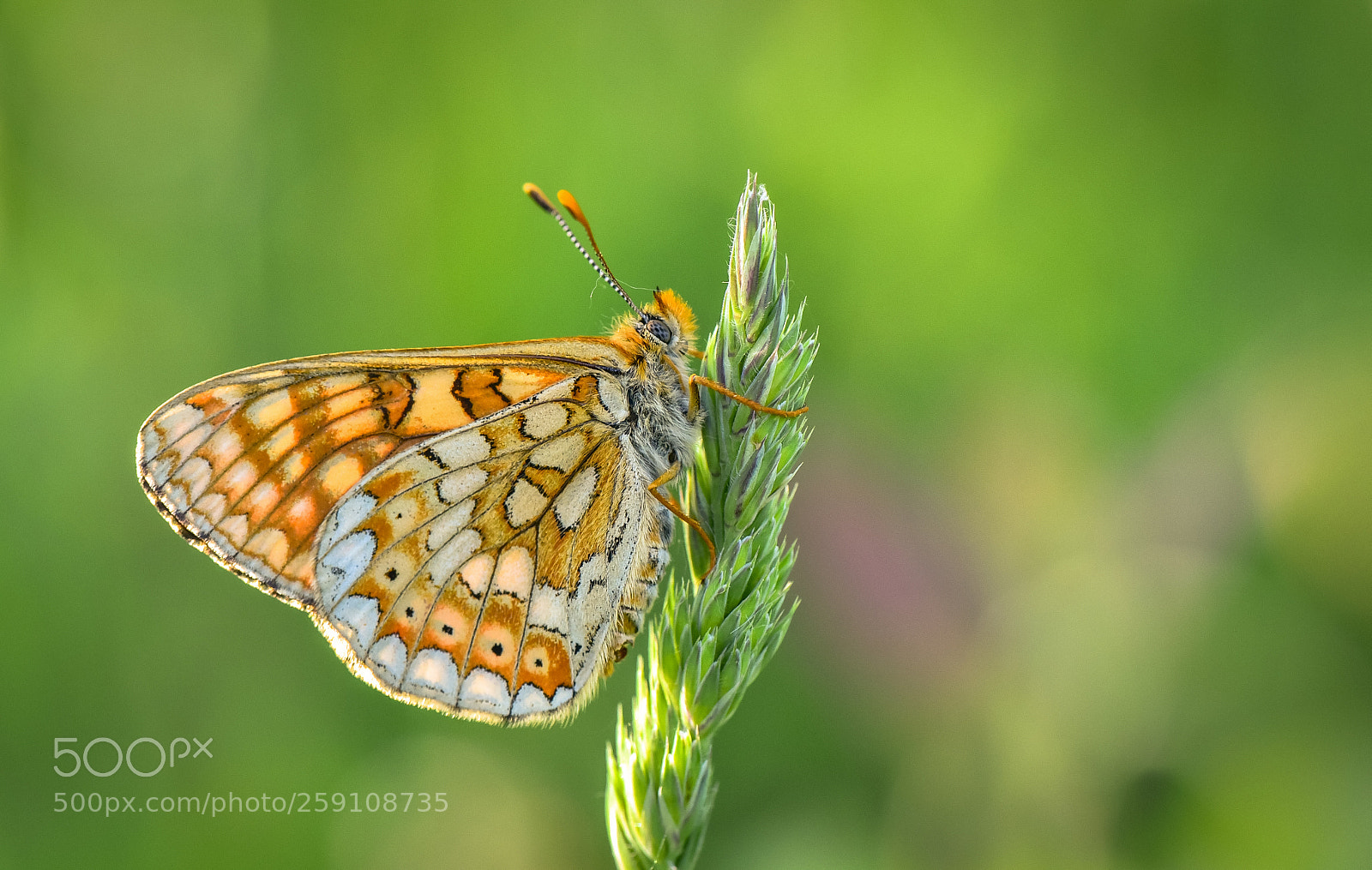 Nikon D750 sample photo. Mosaic wings photography