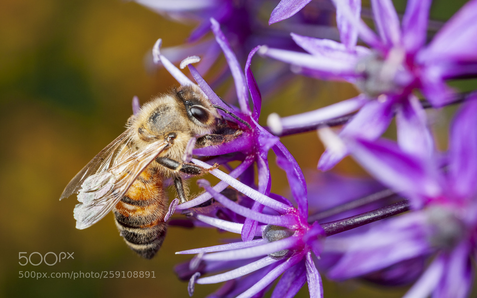 Canon EOS 5D Mark II sample photo. Yum yum allium photography