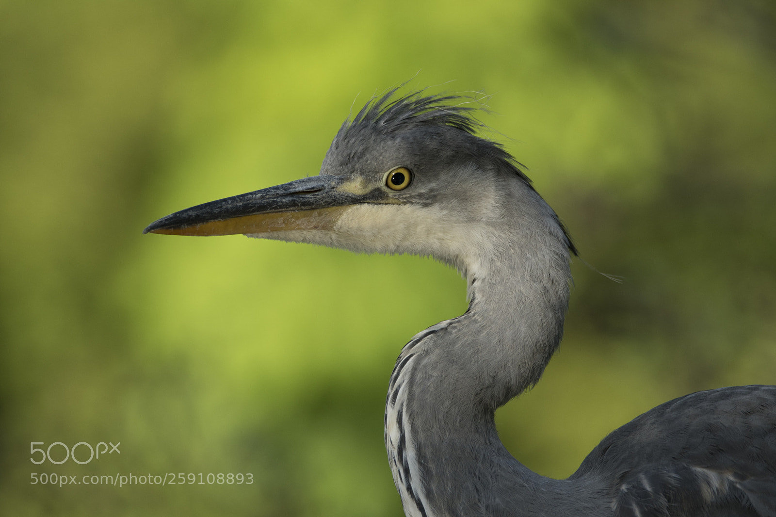 Nikon D500 sample photo. Young heron photography