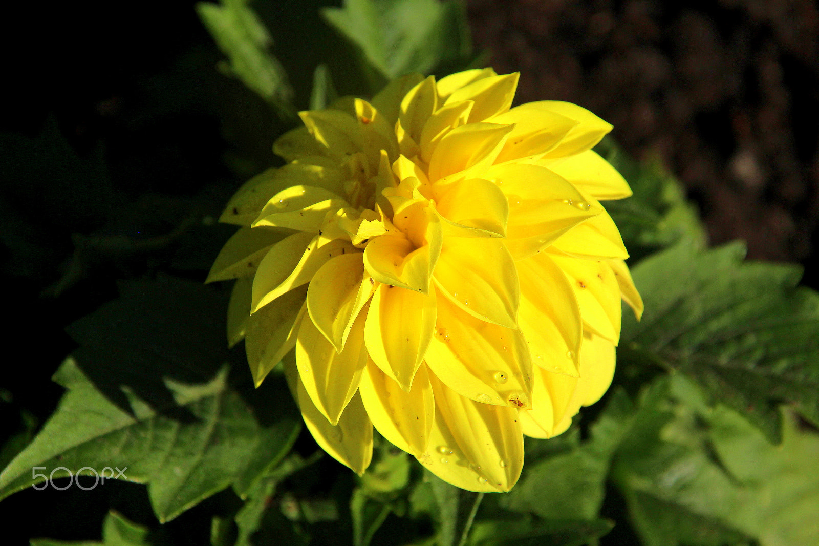Canon EOS 700D (EOS Rebel T5i / EOS Kiss X7i) sample photo. Yellow on the green. photography