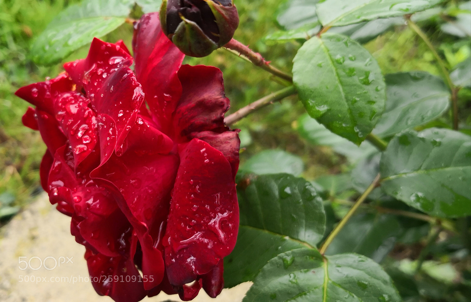 HUAWEI Mate 10 Pro sample photo. Untitled photography