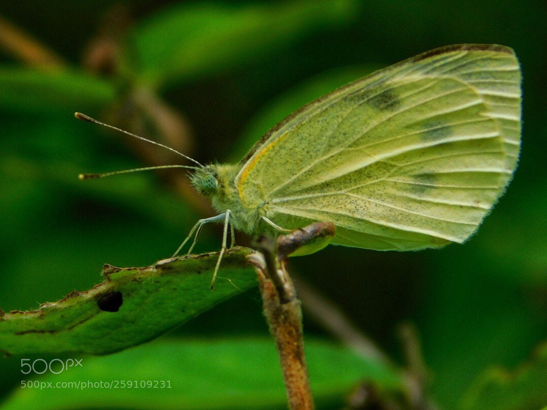 Nikon Coolpix B500 sample photo. Butterfly photography