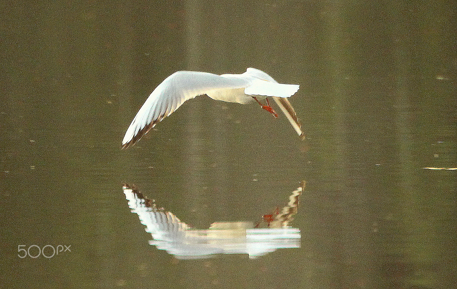 Canon EOS 700D (EOS Rebel T5i / EOS Kiss X7i) sample photo. The seagull and reflection. photography