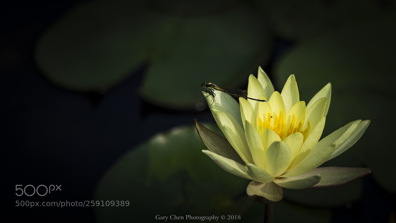 Nikon D810 sample photo. 蜻蜓莲花dragonflies and lotus photography
