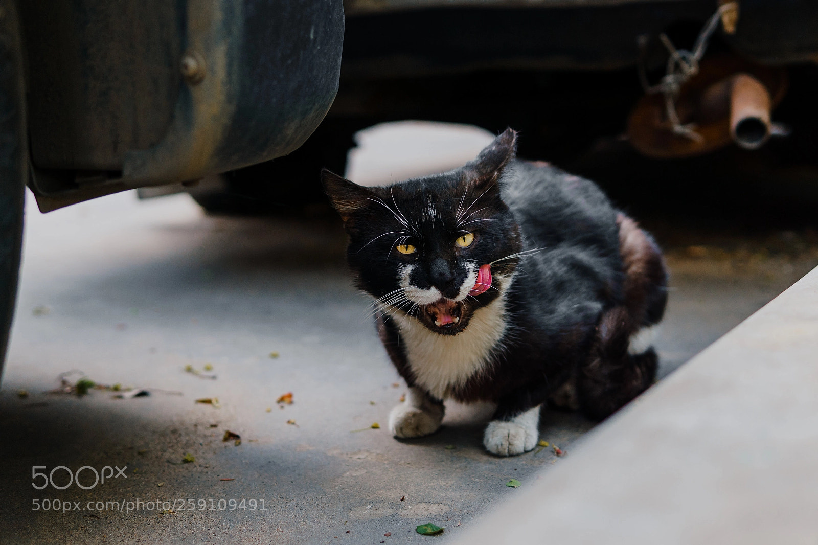 Sony a6000 sample photo. Hercule poirot photography
