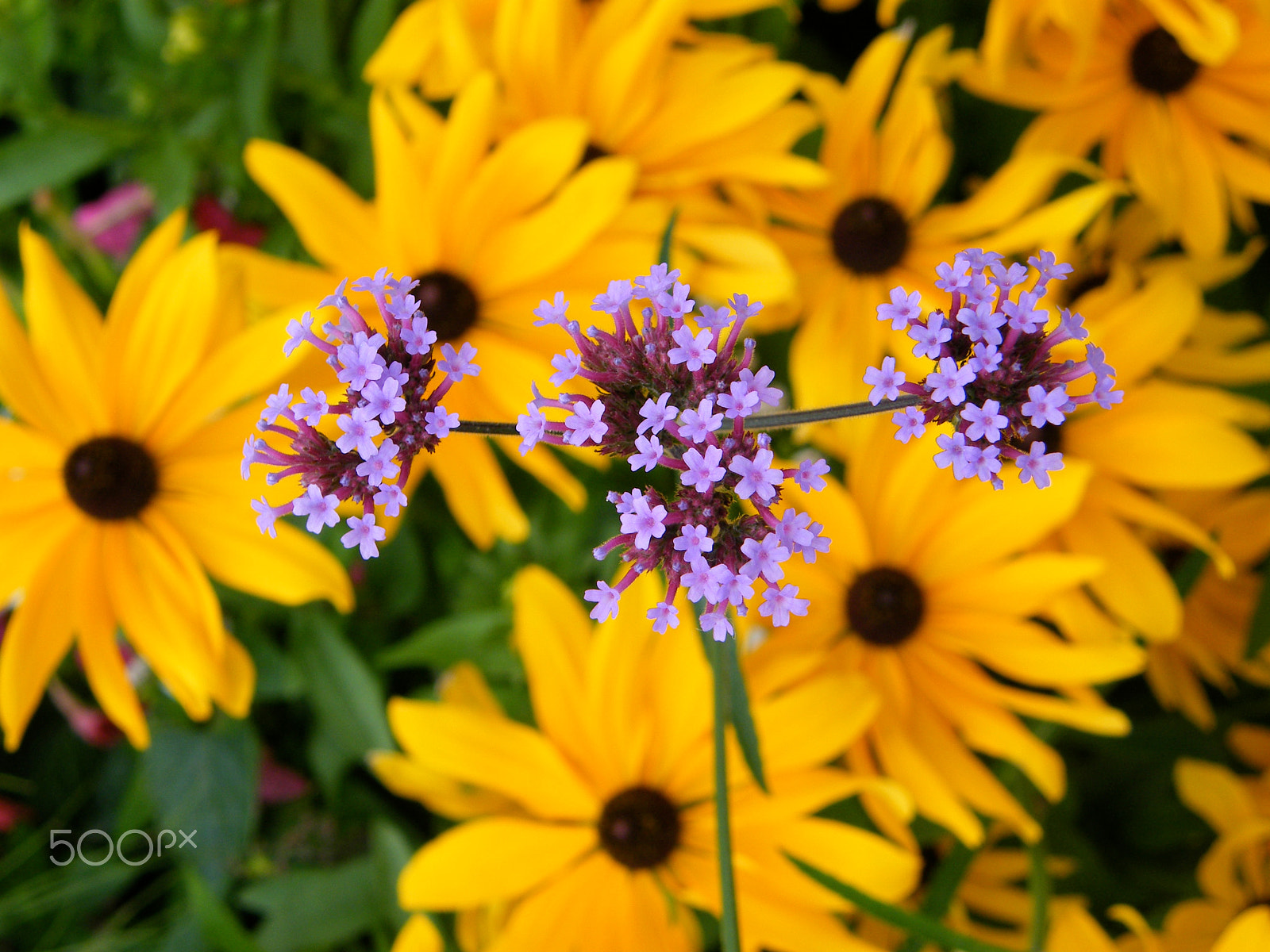 Fujifilm FinePix S8000fd sample photo. Fleurs violette sur fleurs jaunes photography