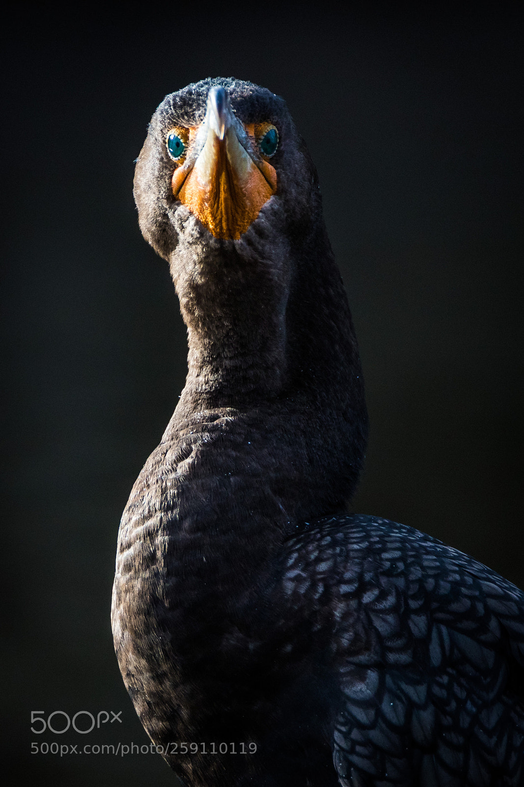 Canon EOS 7D Mark II sample photo. Kk0a5611-10.jpg photography