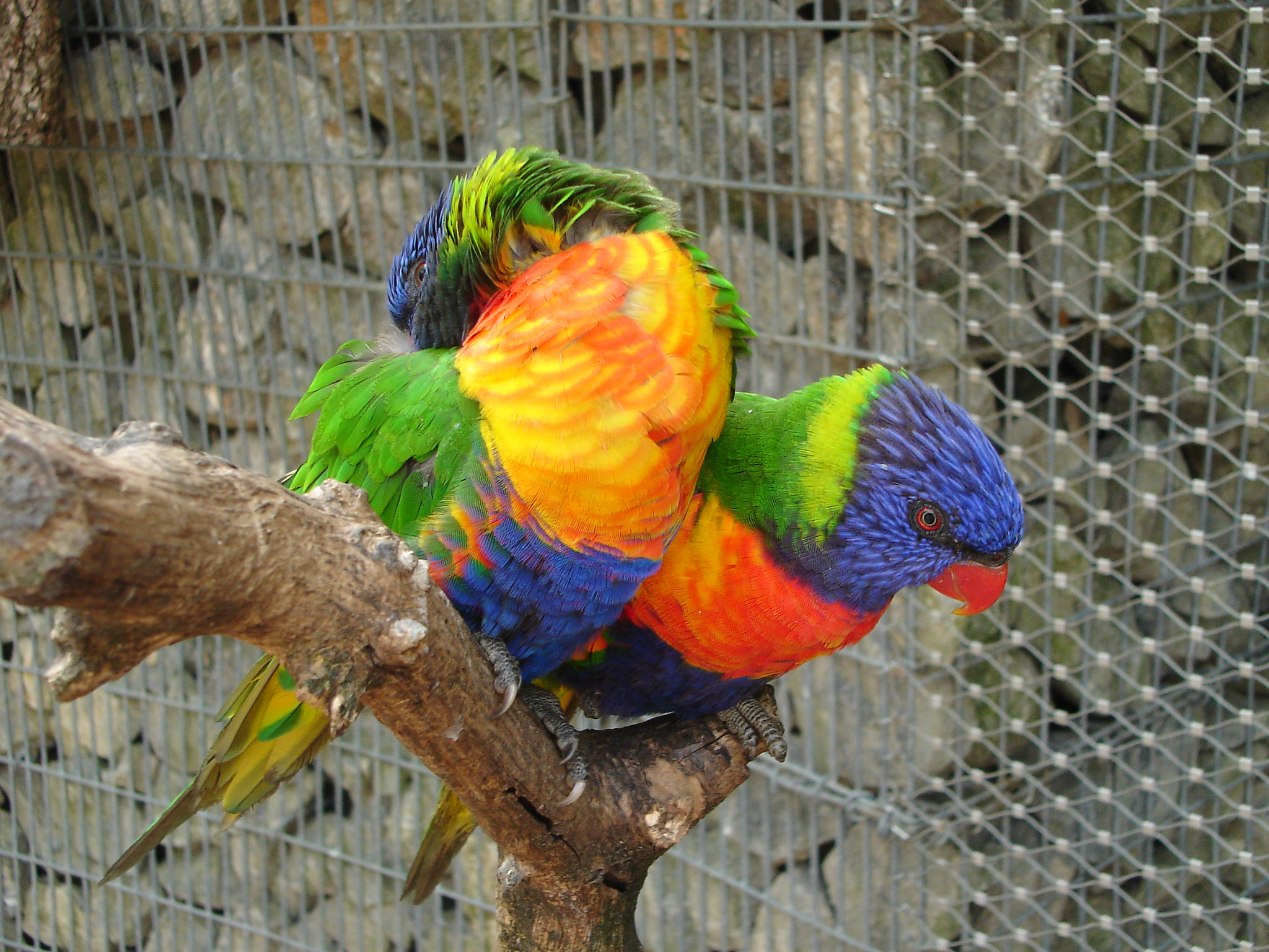 Sony DSC-L1 sample photo. Lorikeet photography