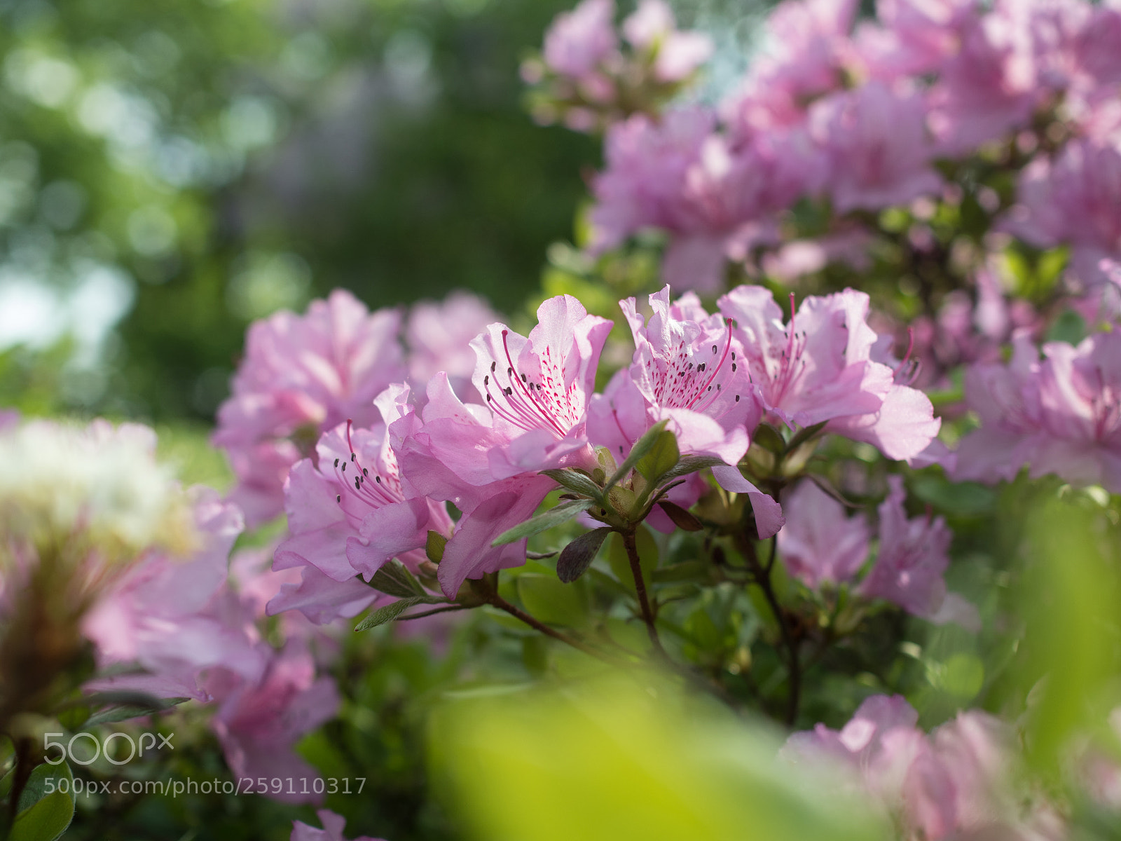 Olympus OM-D E-M5 II sample photo. Spring blossom photography