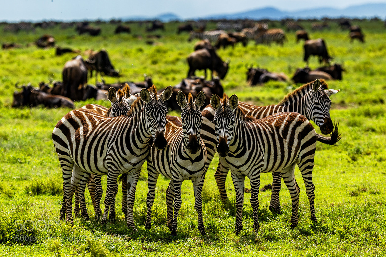 Nikon D850 sample photo. Dazzle of zebra looking photography
