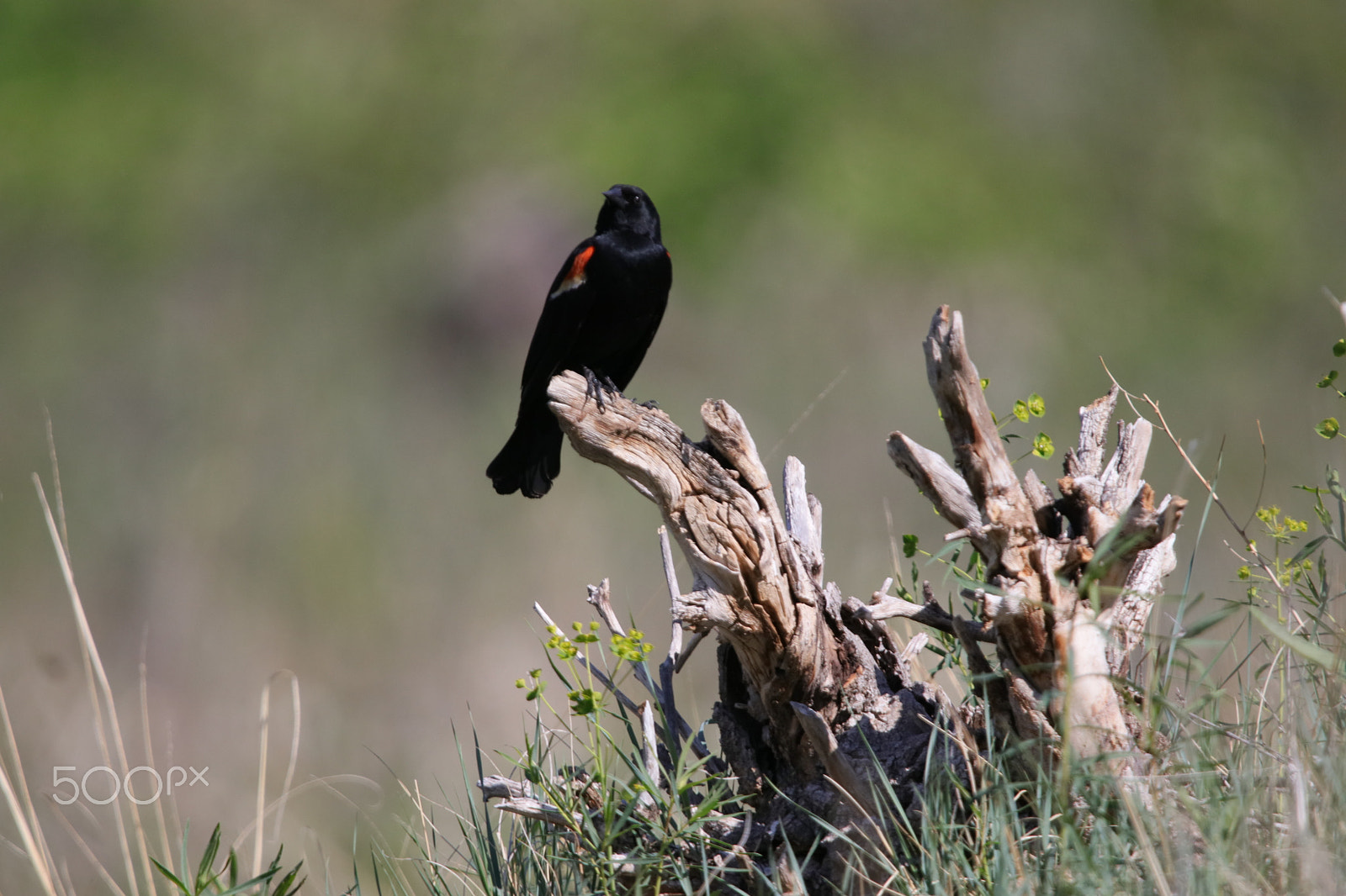 Sigma 150-600mm F5-6.3 DG OS HSM | C sample photo. Male red winged blackbird photography