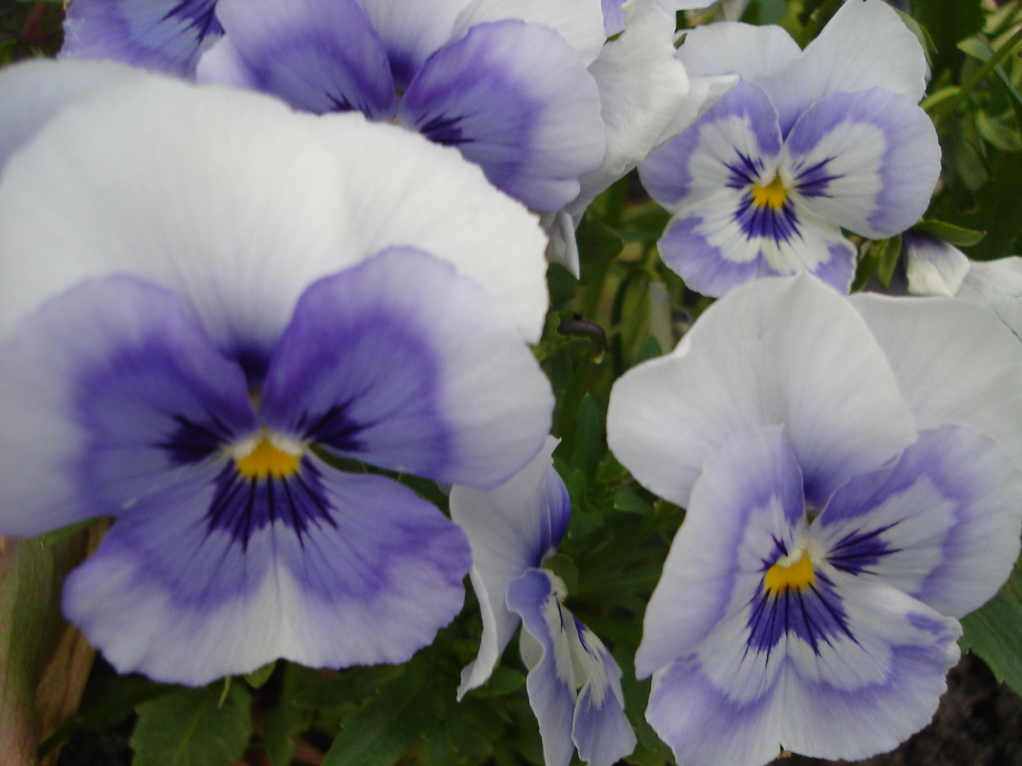 Sony DSC-L1 sample photo. Pansy close-up photography