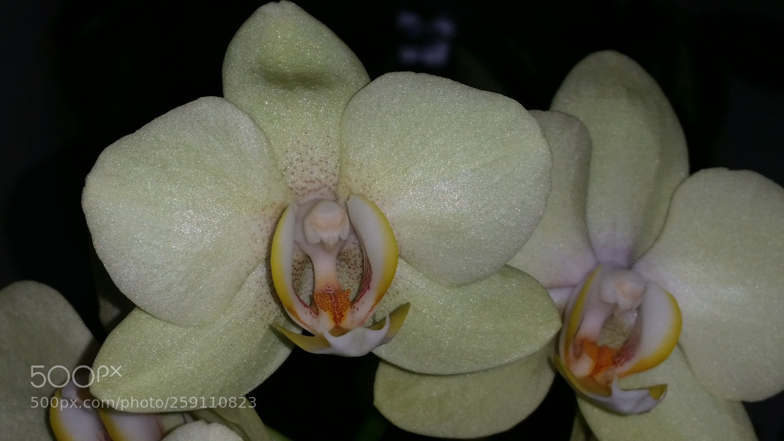 Samsung Galaxy S5 sample photo. Yellow orchids photography