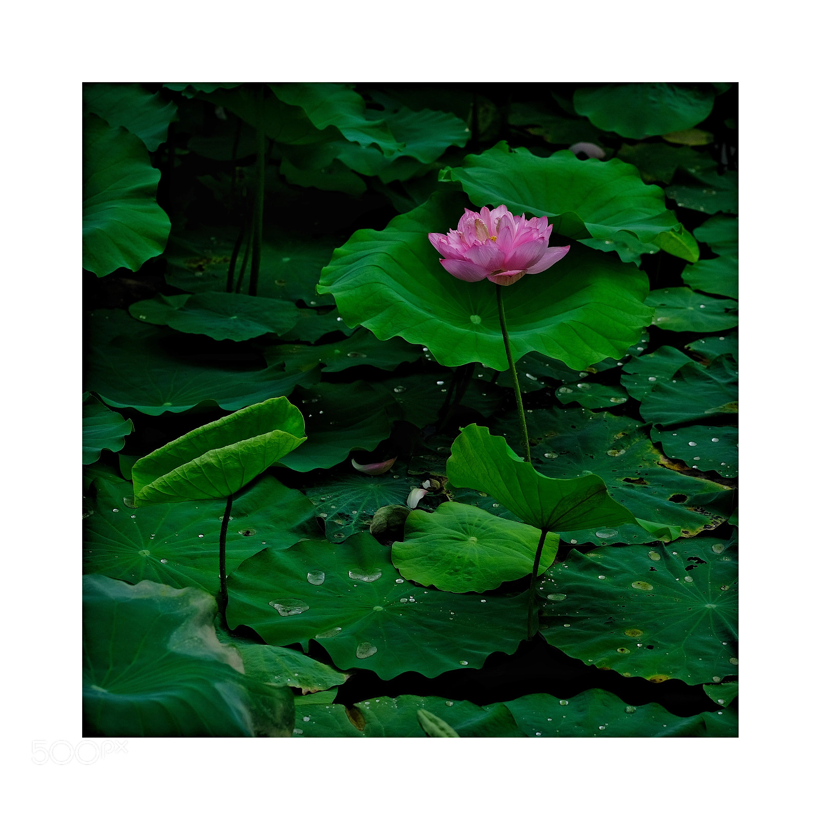 Fujifilm X-Pro2 sample photo. Sen photography