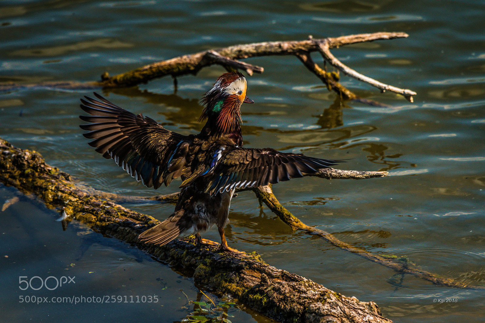 Nikon D850 sample photo. Canard mandarin aix galericulata photography