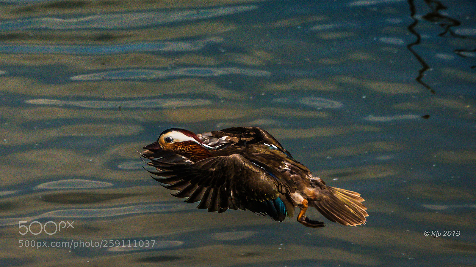 Nikon D850 sample photo. Canard mandarin aix galericulata photography