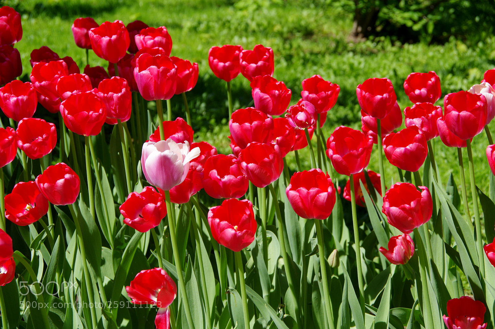 Pentax K-3 sample photo. Red tulips photography