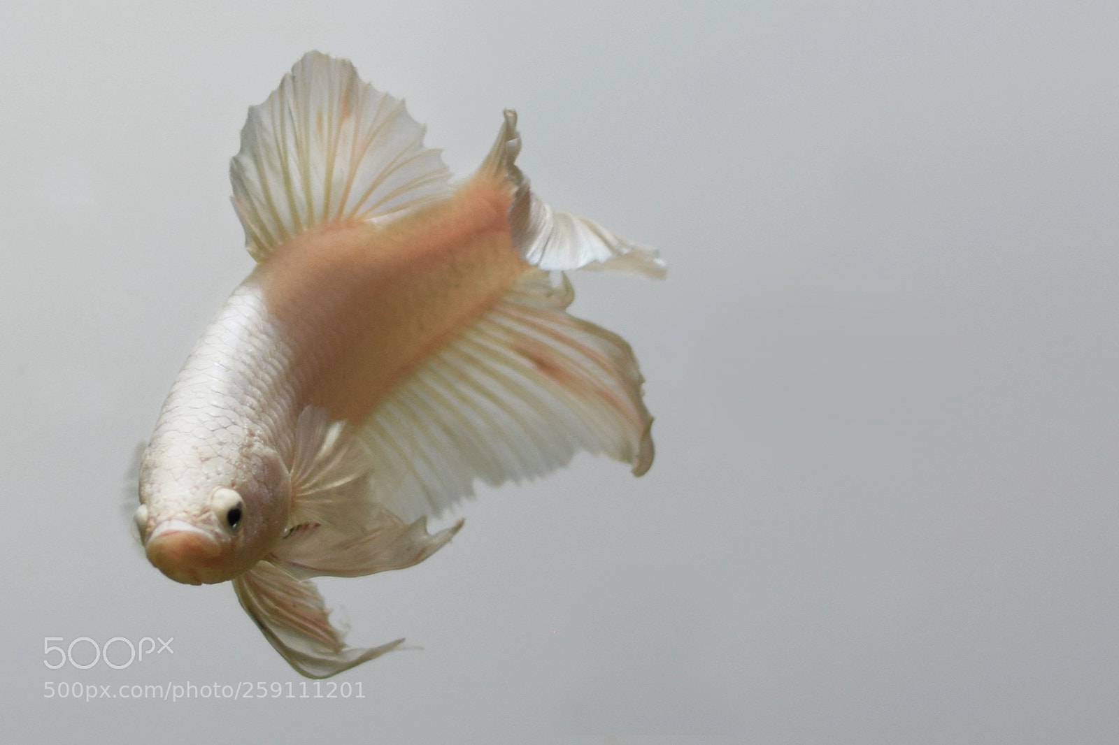 Nikon D5300 sample photo. Flutter photography