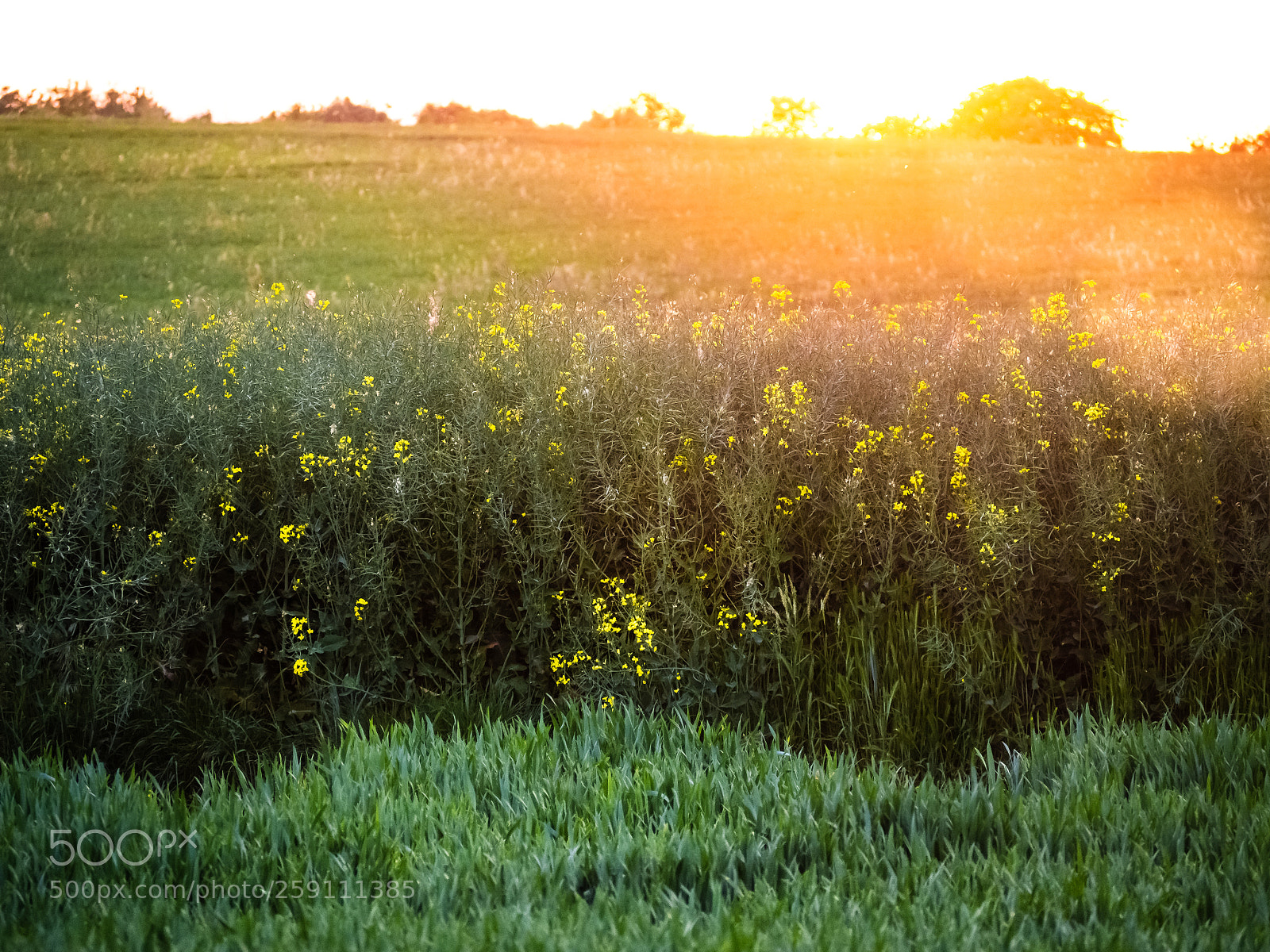 Olympus OM-D E-M10 sample photo. Canola blossom photography