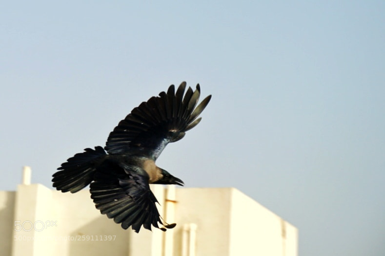 Sony a6300 sample photo. Soar high photography
