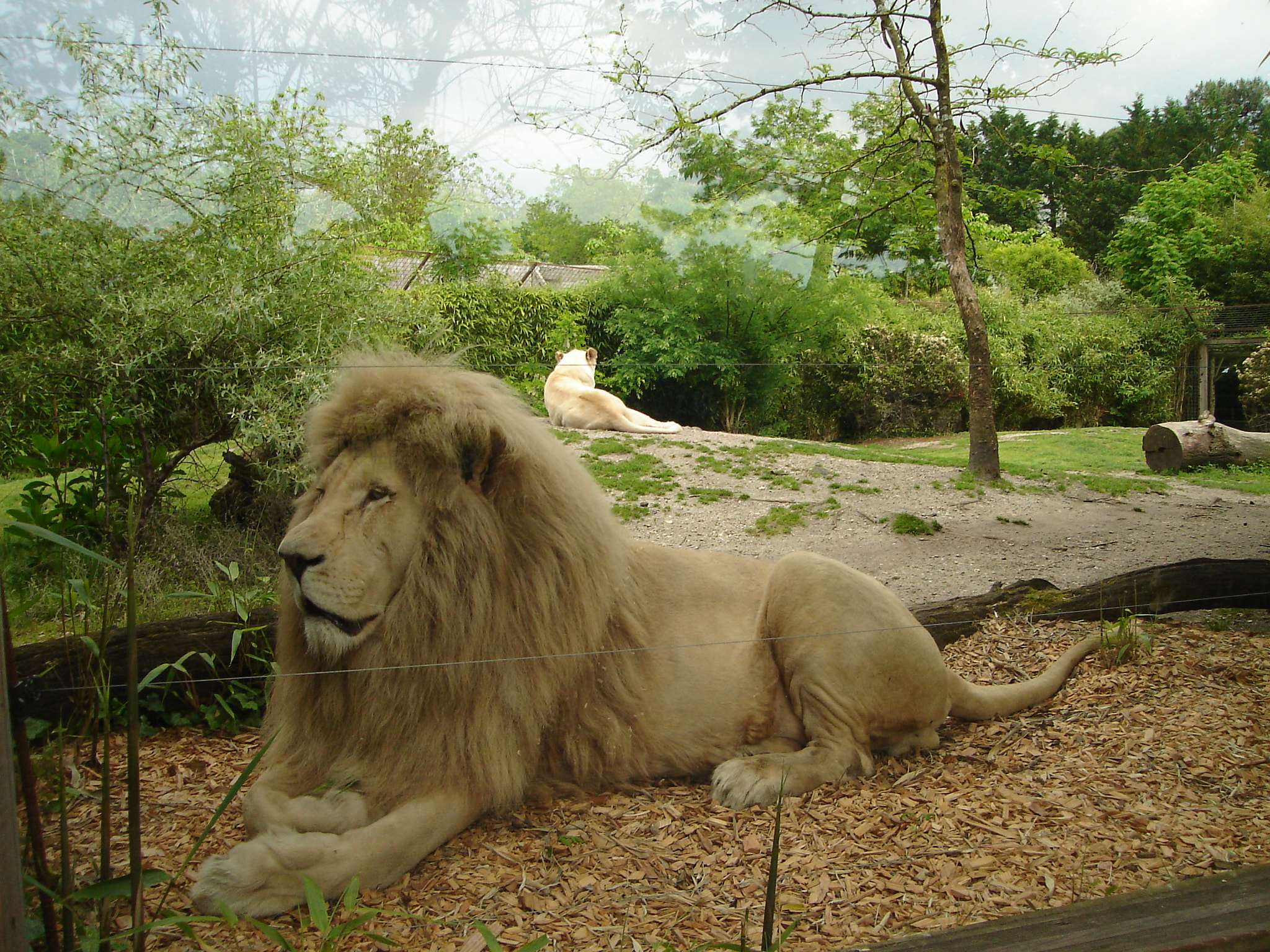Sony DSC-L1 sample photo. Zen lions photography