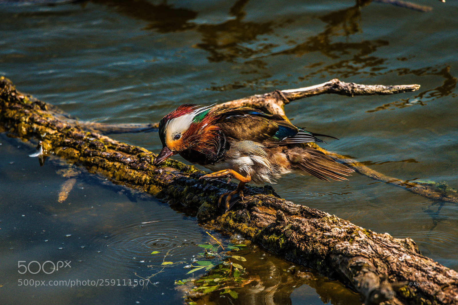 Nikon D850 sample photo. Canard mandarin aix galericulata photography