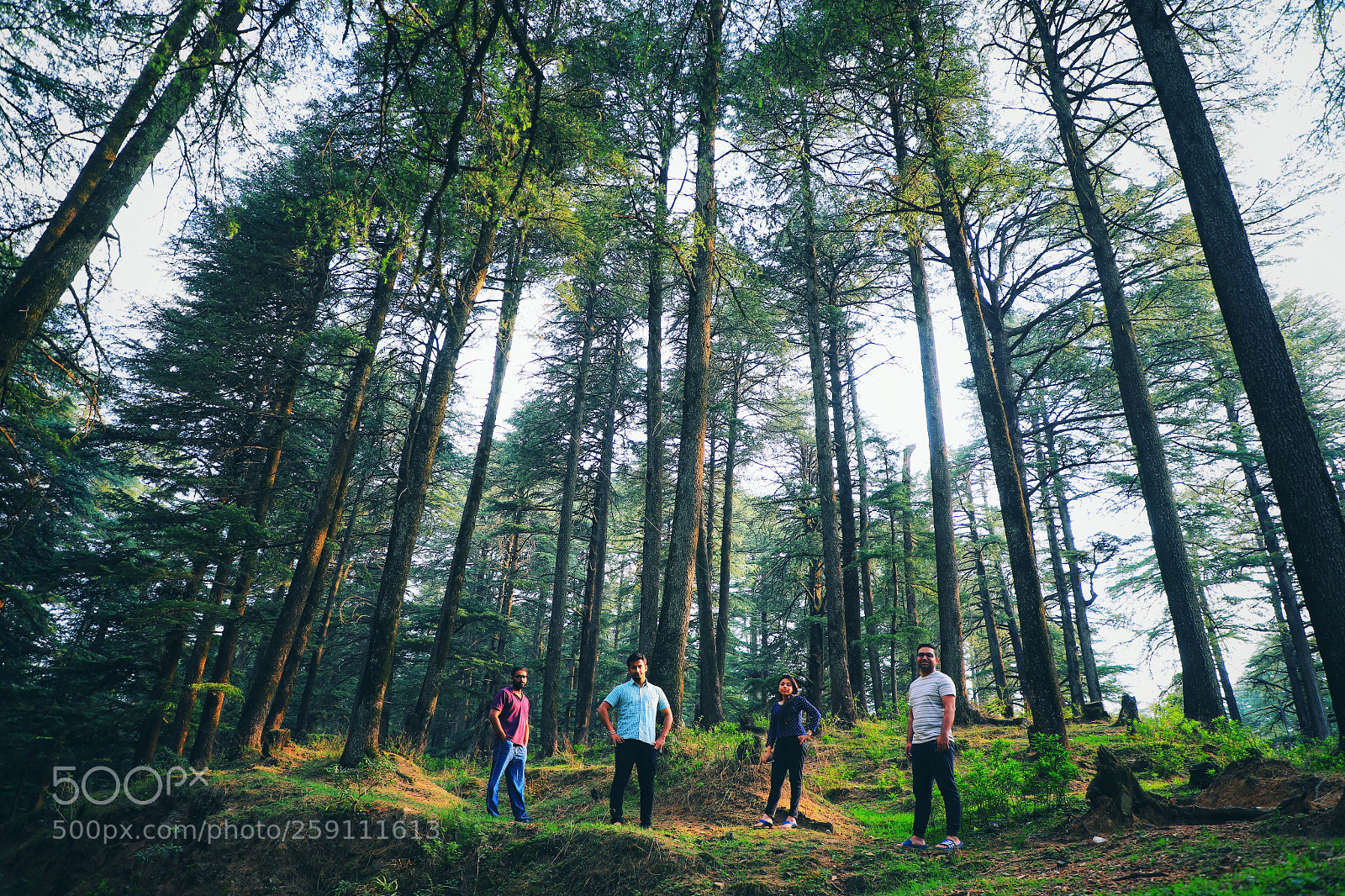 Canon EOS 6D Mark II sample photo. Pine world photography