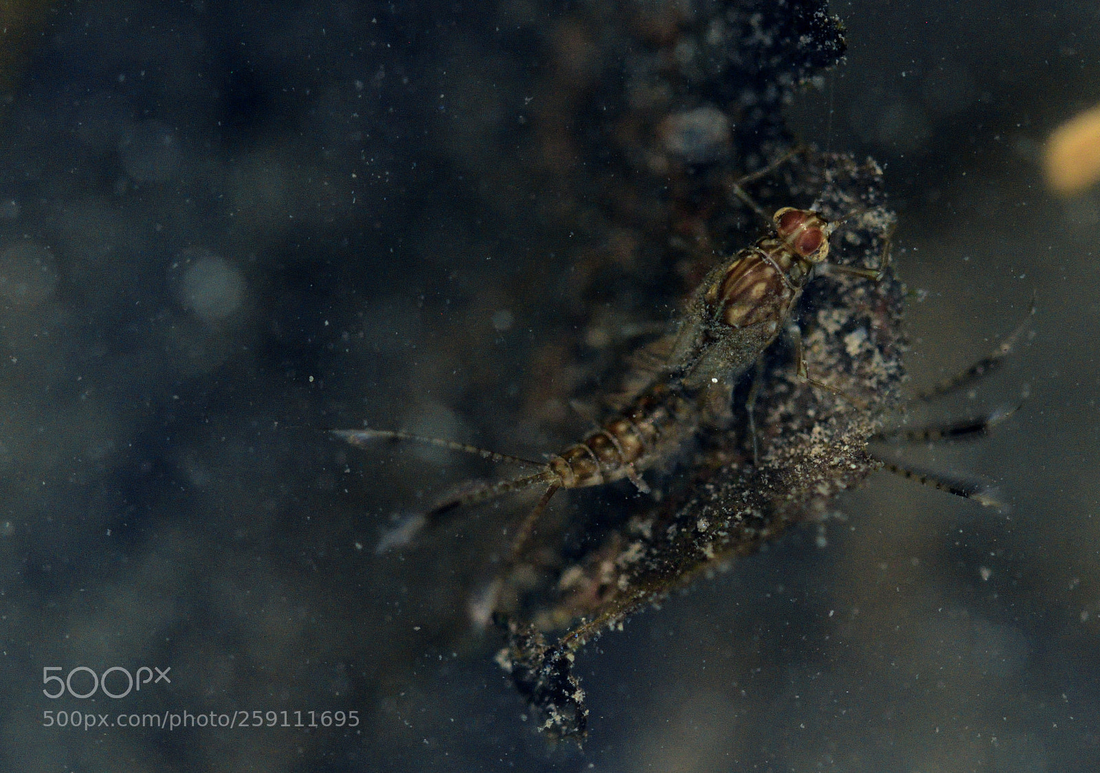 Nikon D7500 sample photo. Larva larva something photography
