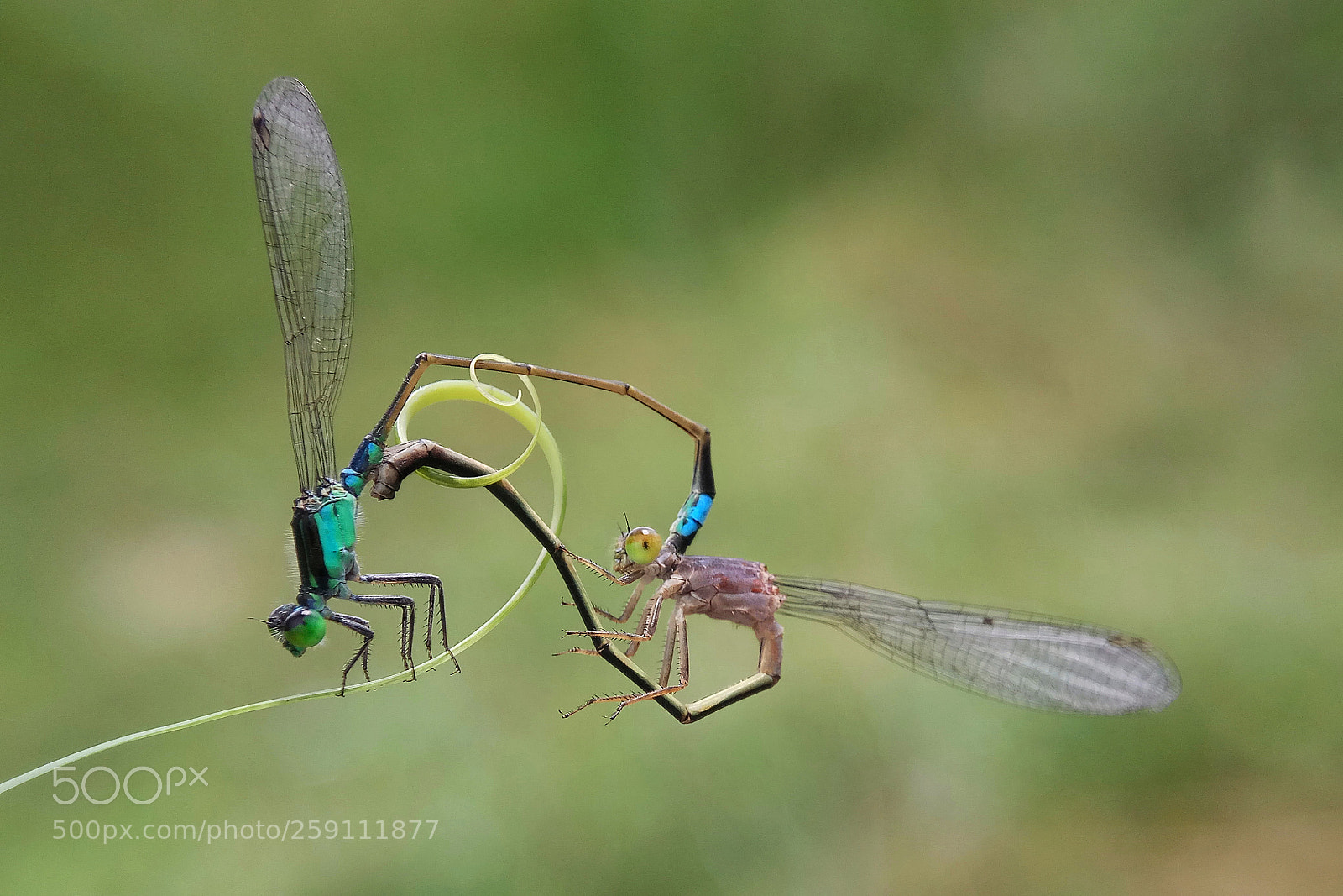 Xiaomi Redmi Note 4 sample photo. Damselfly mating photography