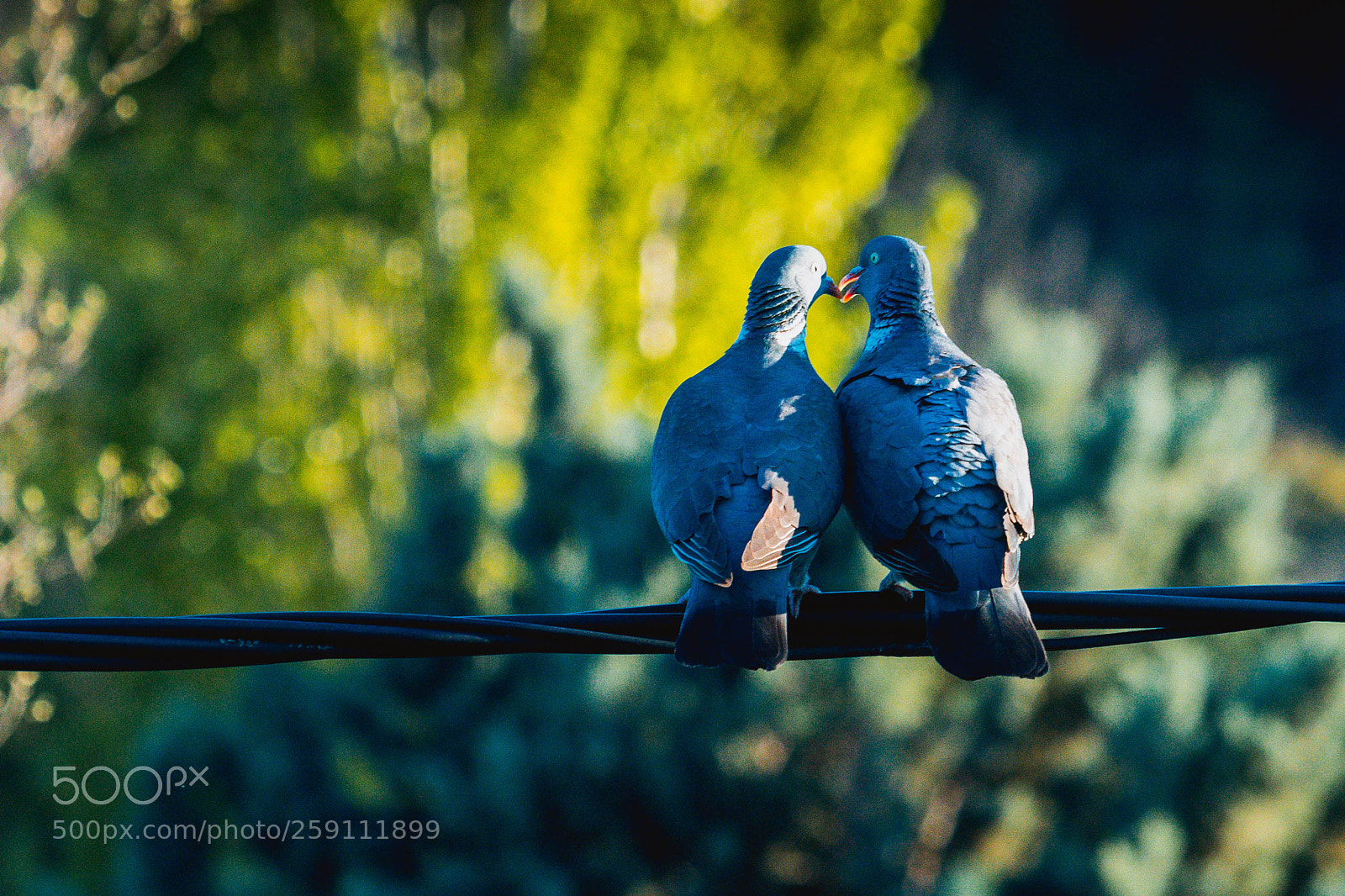 Canon EOS 7D Mark II sample photo. Is this about love? photography