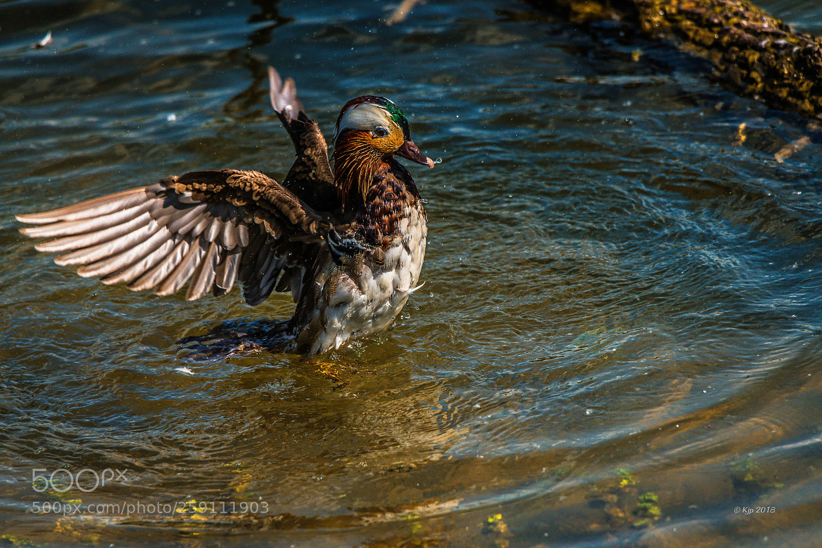 Nikon D850 sample photo. Canard mandarin aix galericulata photography