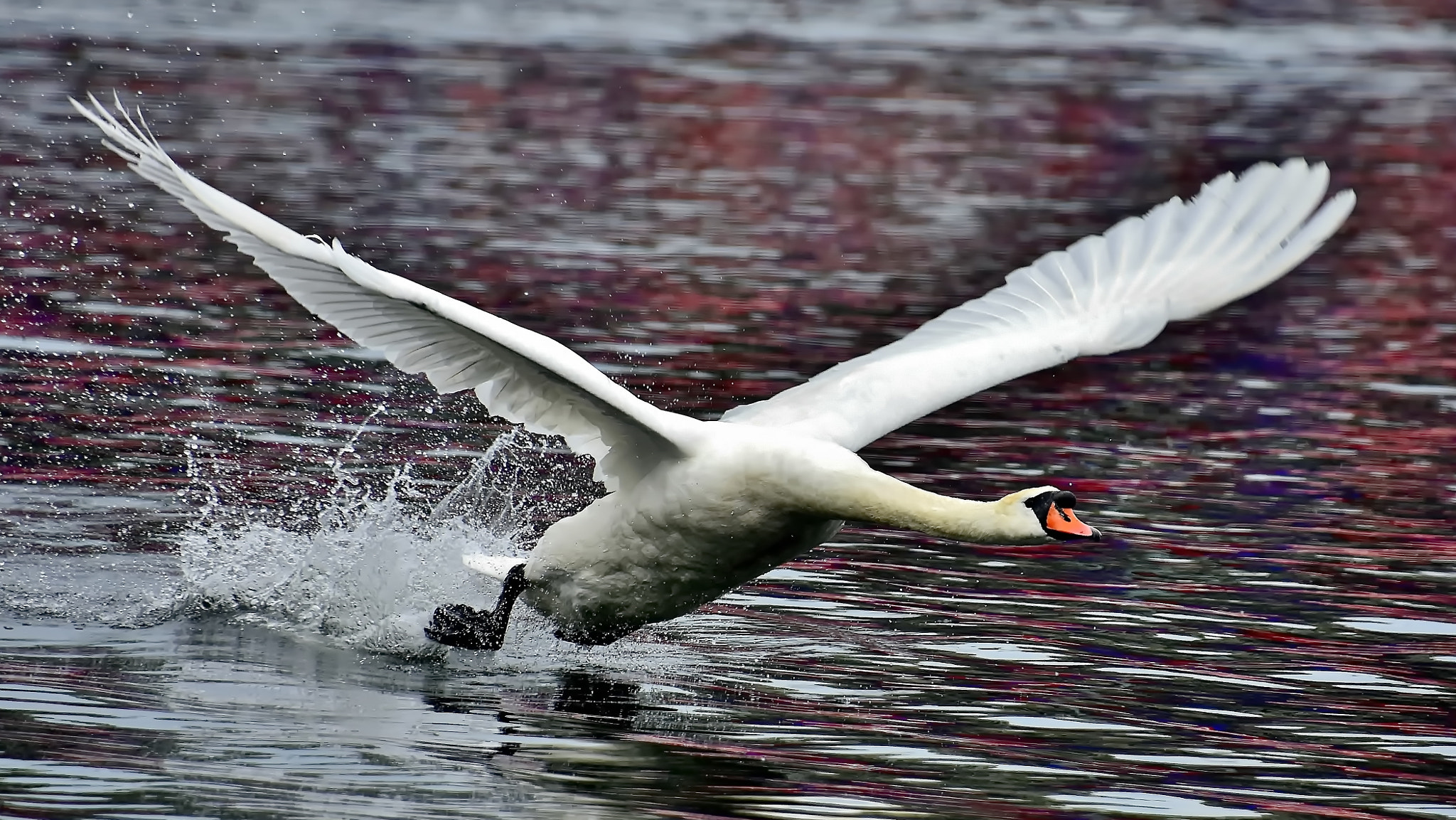 Nikon D7200 sample photo. Cleared to take-off... photography
