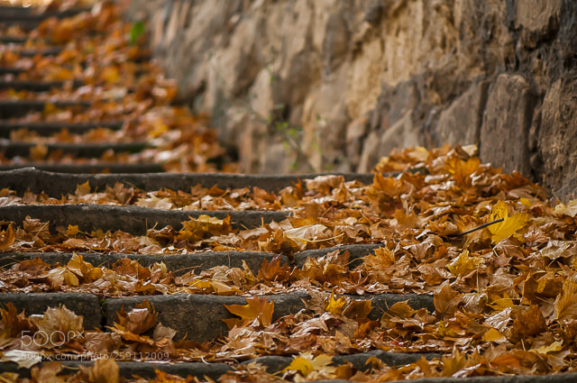 Nikon D300 sample photo. Leaves of fall photography