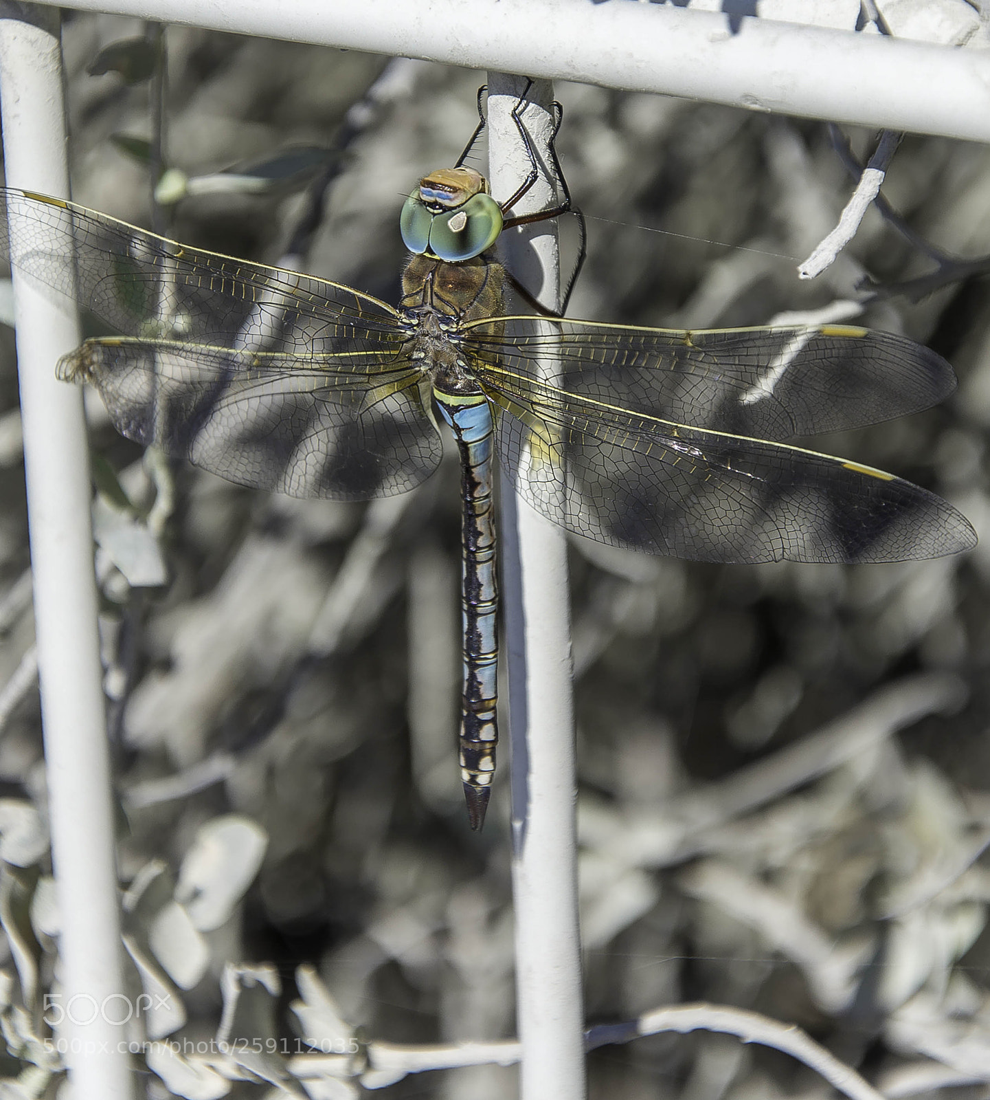 Nikon D600 sample photo. Untitled photography