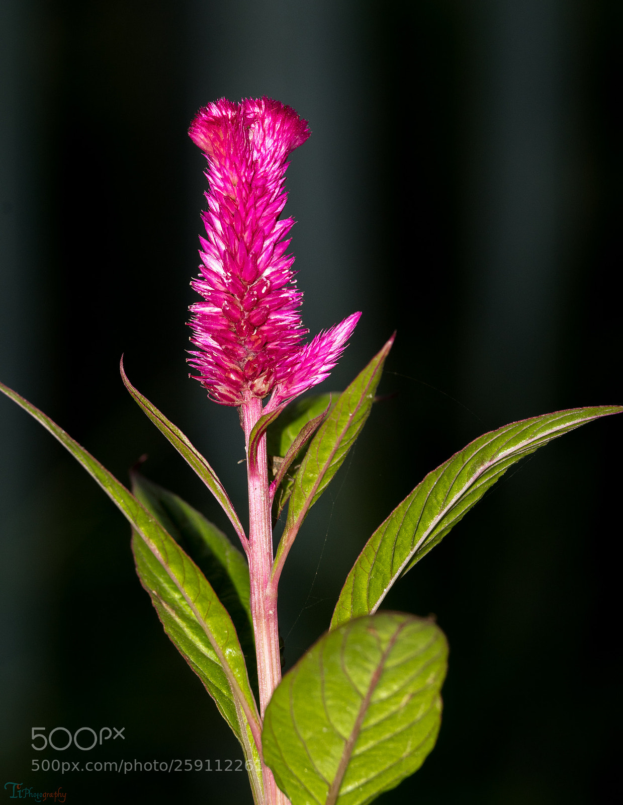 Nikon D5300 sample photo. Celosia argentea photography