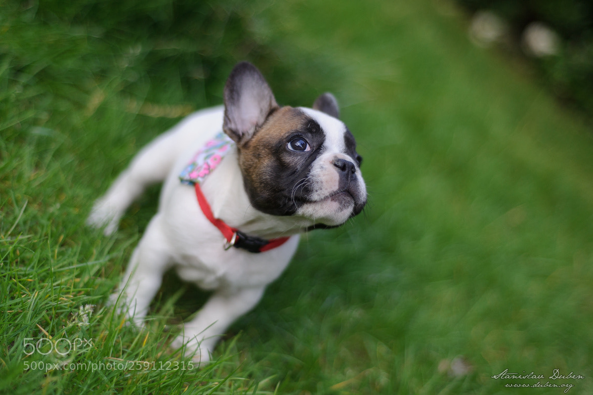 Nikon D3S sample photo. Bulldog photography