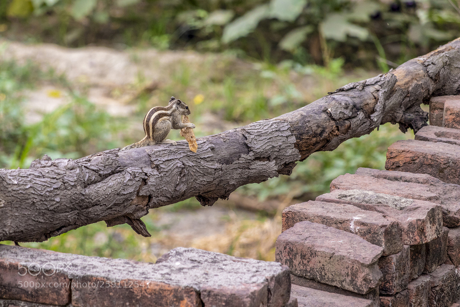 Canon EOS 200D (EOS Rebel SL2 / EOS Kiss X9) sample photo. Squirrel eating food photography